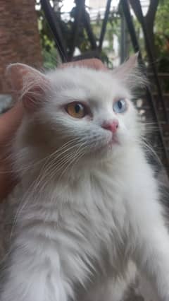 Fluffy