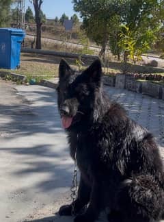 Black German Shepherd