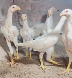 king size/shamo pathy/high quality/white shamo/pure aseel shamo chicks
