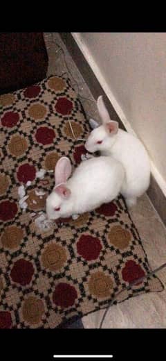 rabbits pair for sale