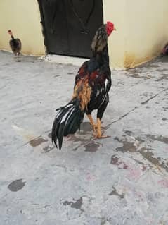 Aseel sindhi hen or murga fully active for sale
