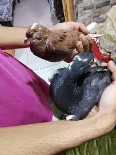 pigeon