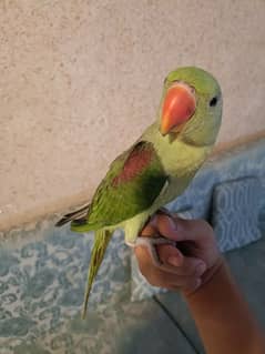 Pahari kashmiri raw parrot baby chicks