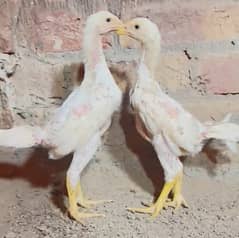 king size/shamo pathi/high quality/white shamo chicks/pure aseel shamo