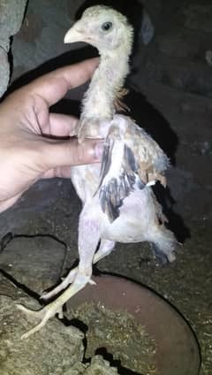 Sindhi Aseel