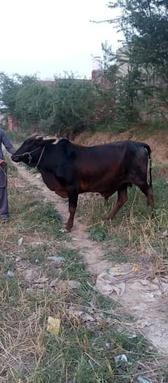 bachra for sale 03158714698