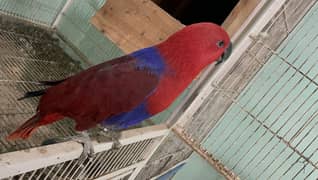Grand Electus Breeder Female