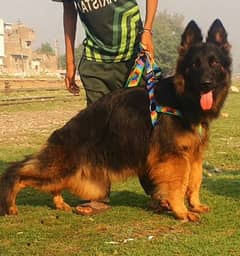 German Shepherd Long Coat | German Shepherd | Gsd dogs |