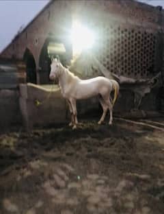 Horse
