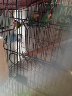 lovebirds with cage and box