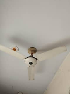 younas fan
