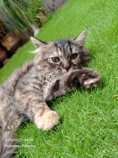Beautiful Play Full Persian Cats