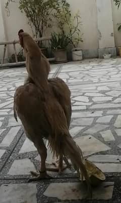 aseel mianwali pure aseel
