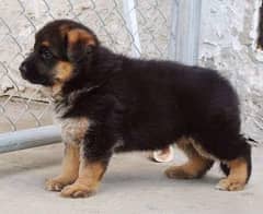 German shepherd puppies