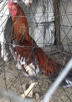 Aseel Mianwali patha urgent forsale