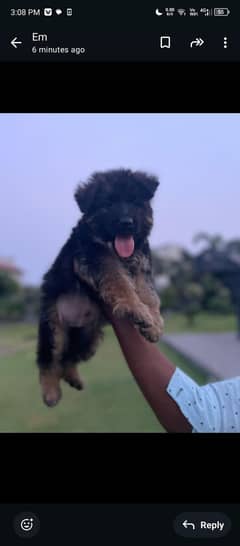 German shepherd long coat puppies