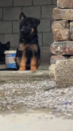 German shepherd puppies Double CoatMy WhatsApp number 03413177865
