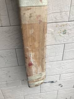 Kashmir willow bat
