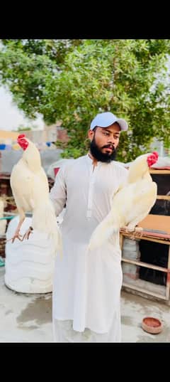 Heera chicks minwali aseel chicks Qulty birds
