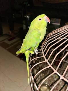 Ringneck parrot and 12 portion new cage for sale