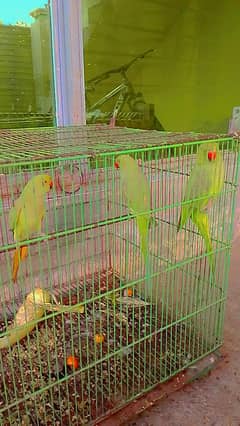1 pair and 1 male