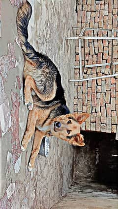 dog for sale German Shepherd