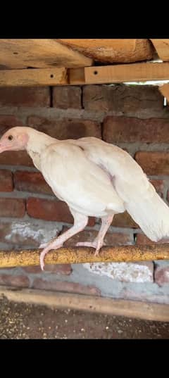 muktalif age Ka chicks available
