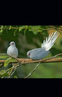 dove