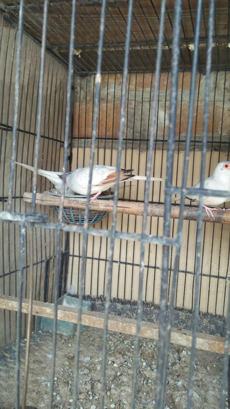 dove  java  Australian  and  etc 4