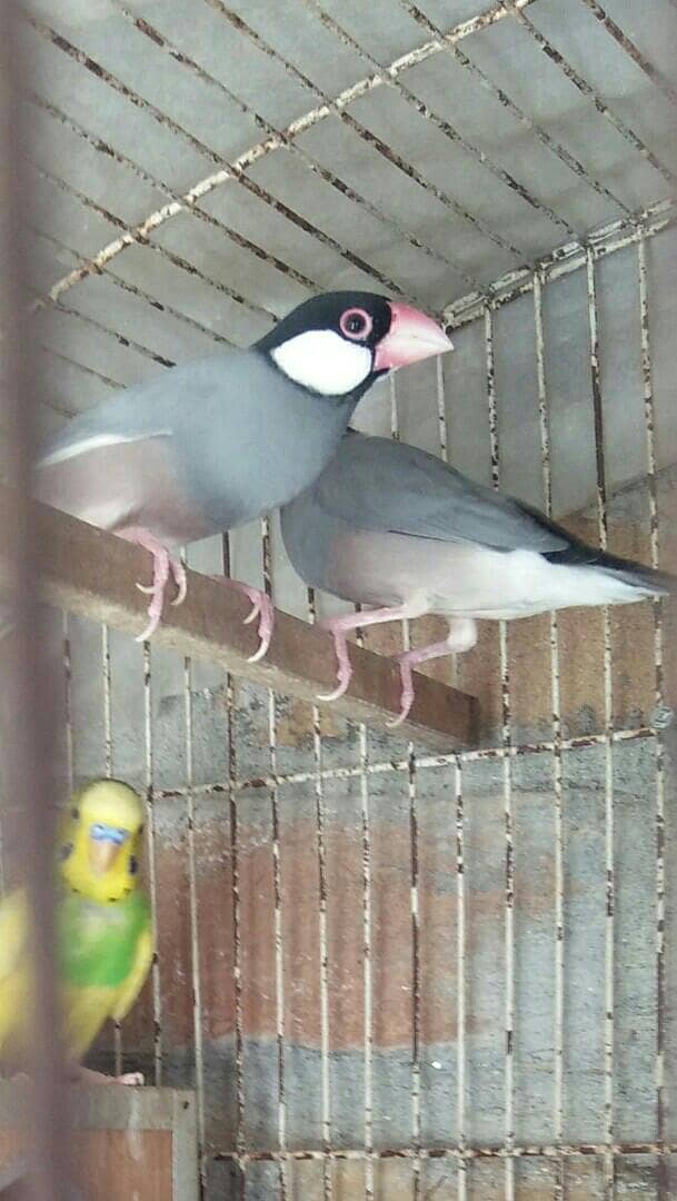 dove  java  Australian  and  etc 7