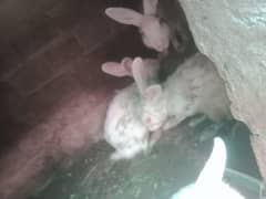 rabbit