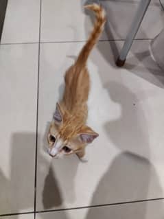 friendly