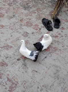 pigeon black tail
