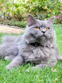 Male Persian Cat - Triple Coat