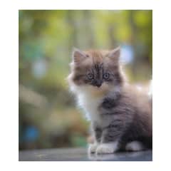 punch face parshion kitten triple cote