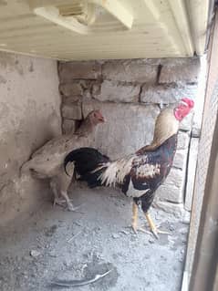 Aseel Murgi murga Aseel chick for sale
