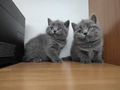 British shorthair
