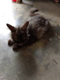 Persian Cat | Persian Kittens | Triple Coated | Cat  For Sale