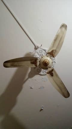 royal fan