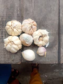 lasan