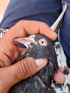 Rampuri female breeder  03134183581
