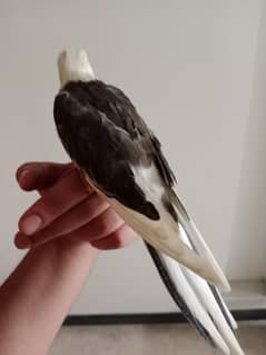 cockateil hand tamed