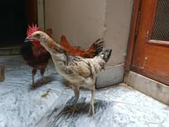 chicks for sale age 4 month