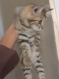 Beautiful triple coated Persian kittens. . .