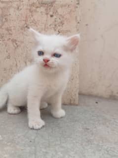 persian