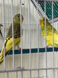 Budgies