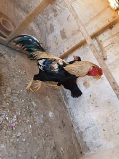 aseel pair for sale