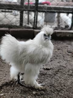 white bantam& silkie male, lahori silver shirazi ,