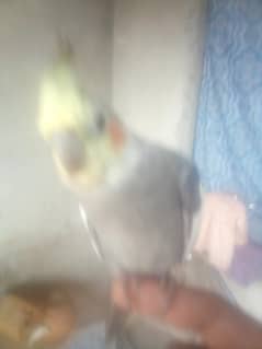 lovebirds