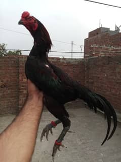 Thai Male